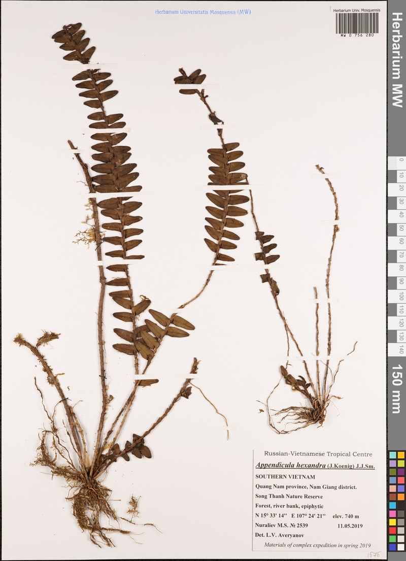 Appendicula hexandra photo 4