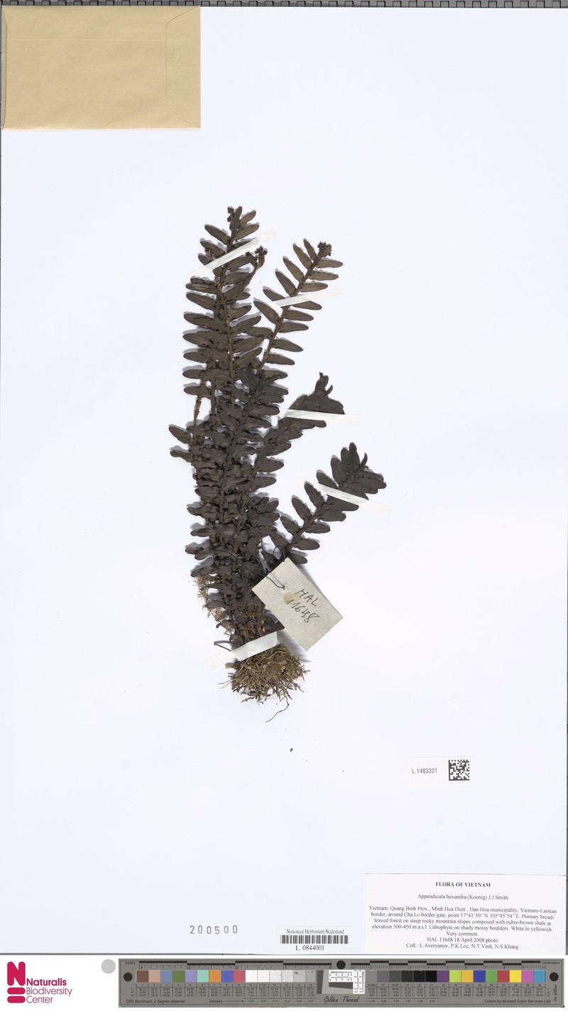 Appendicula hexandra