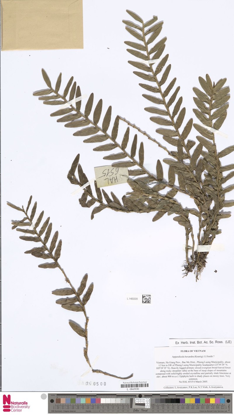 Appendicula hexandra photo 2