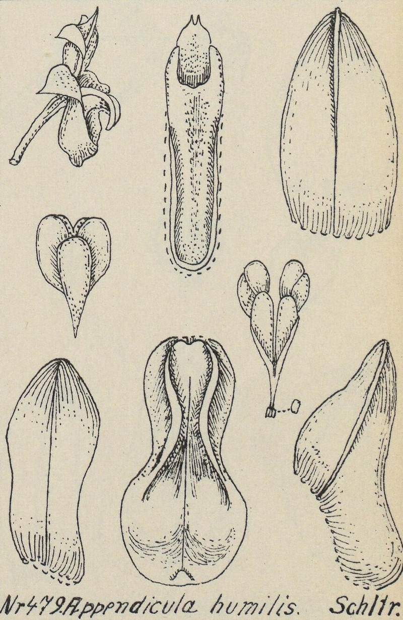 Appendicula humilis