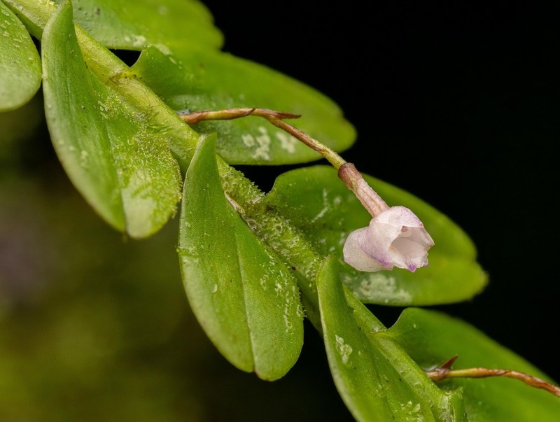 Appendicula imbricata
