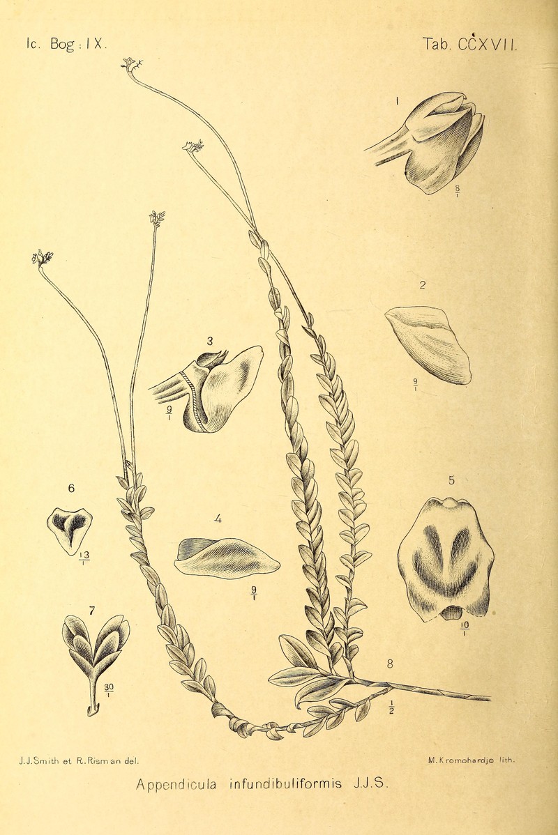 Appendicula infundibuliformis