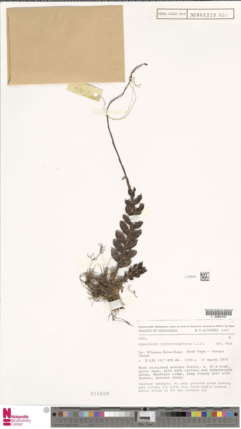 Appendicula infundibuliformis