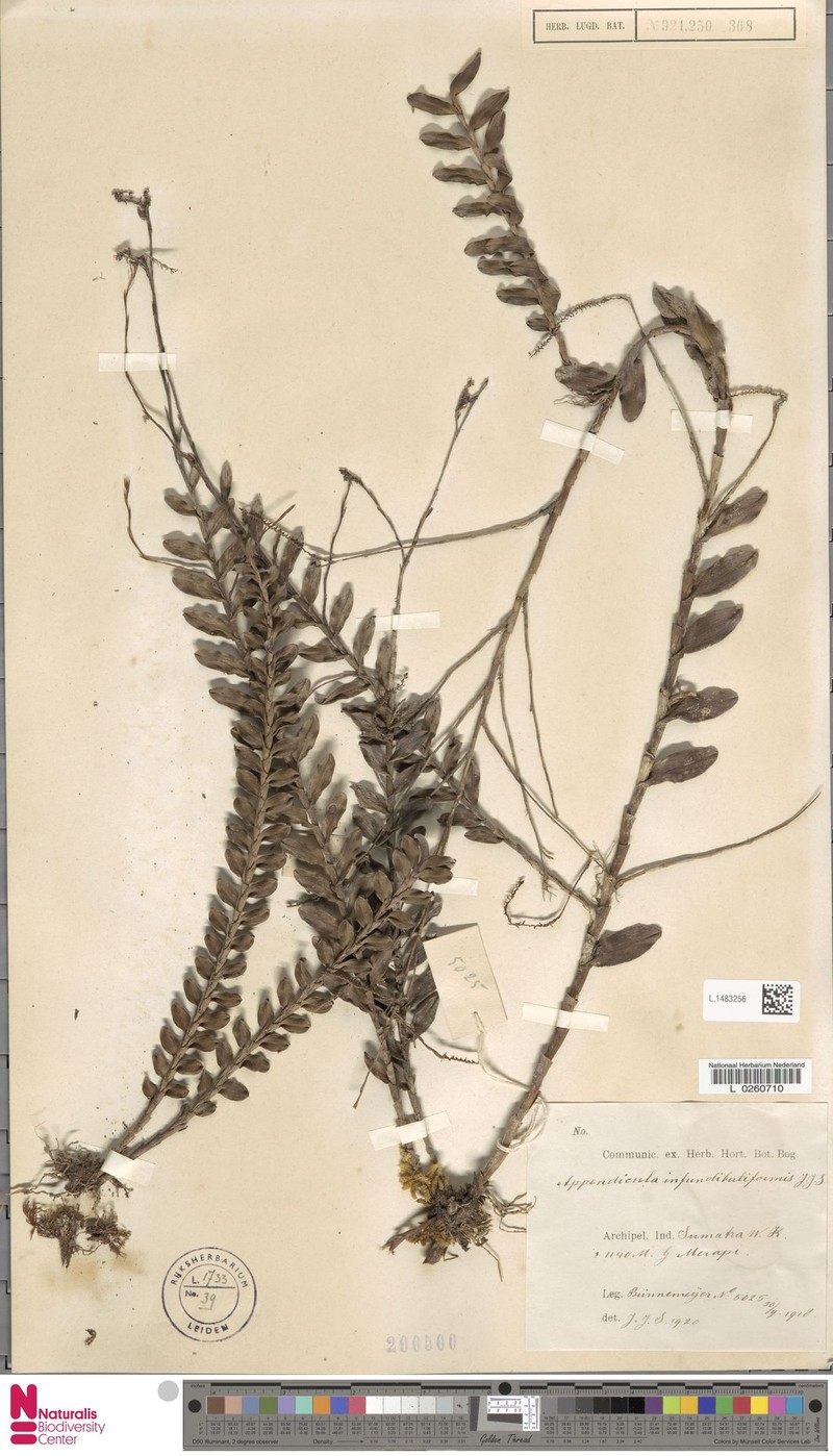 Appendicula infundibuliformis photo 2