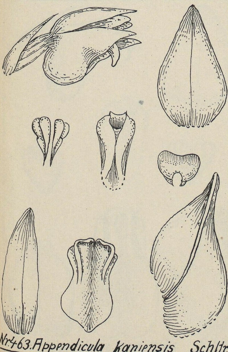 Appendicula kaniensis