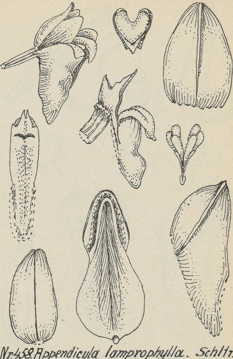 Appendicula lamprophylla