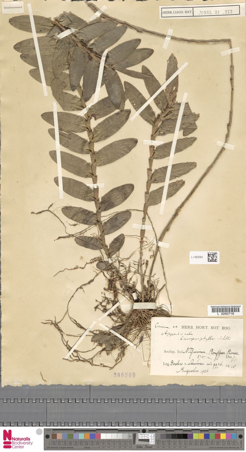 Appendicula lamprophylla