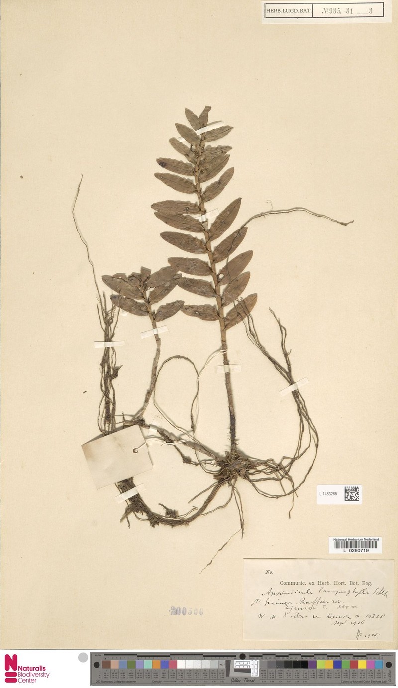 Appendicula lamprophylla photo 2