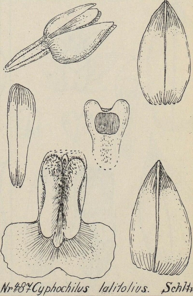 Appendicula latifolia