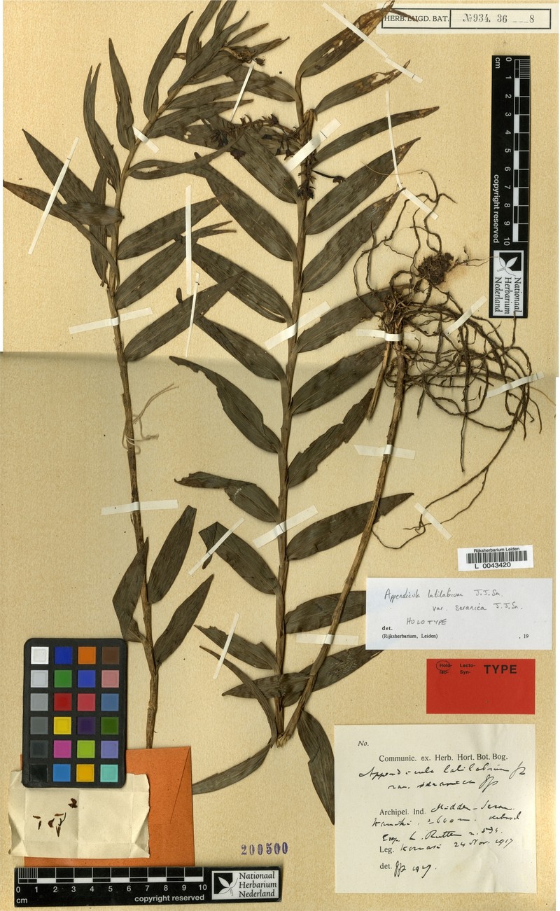 Appendicula latilabium