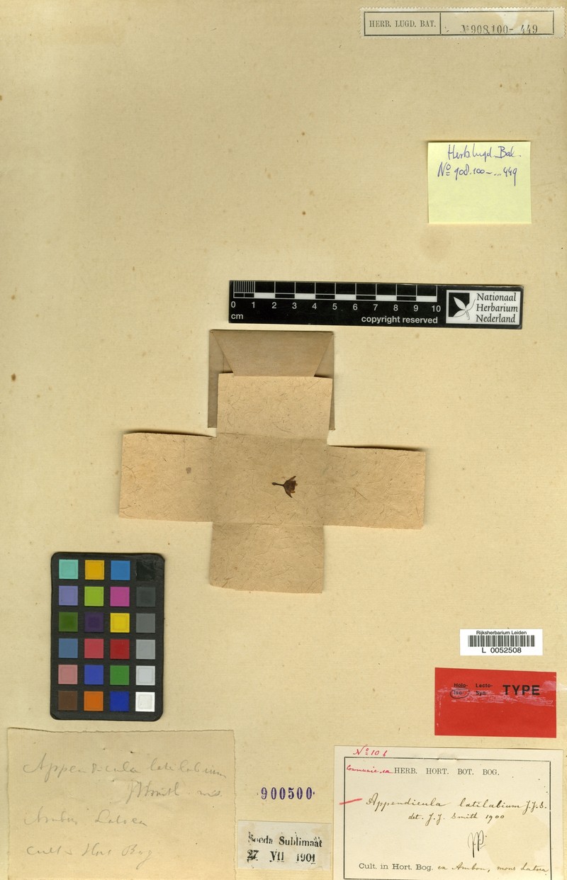 Appendicula latilabium photo 2