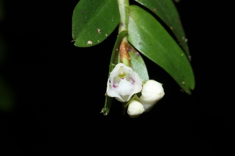 Appendicula laxifolia