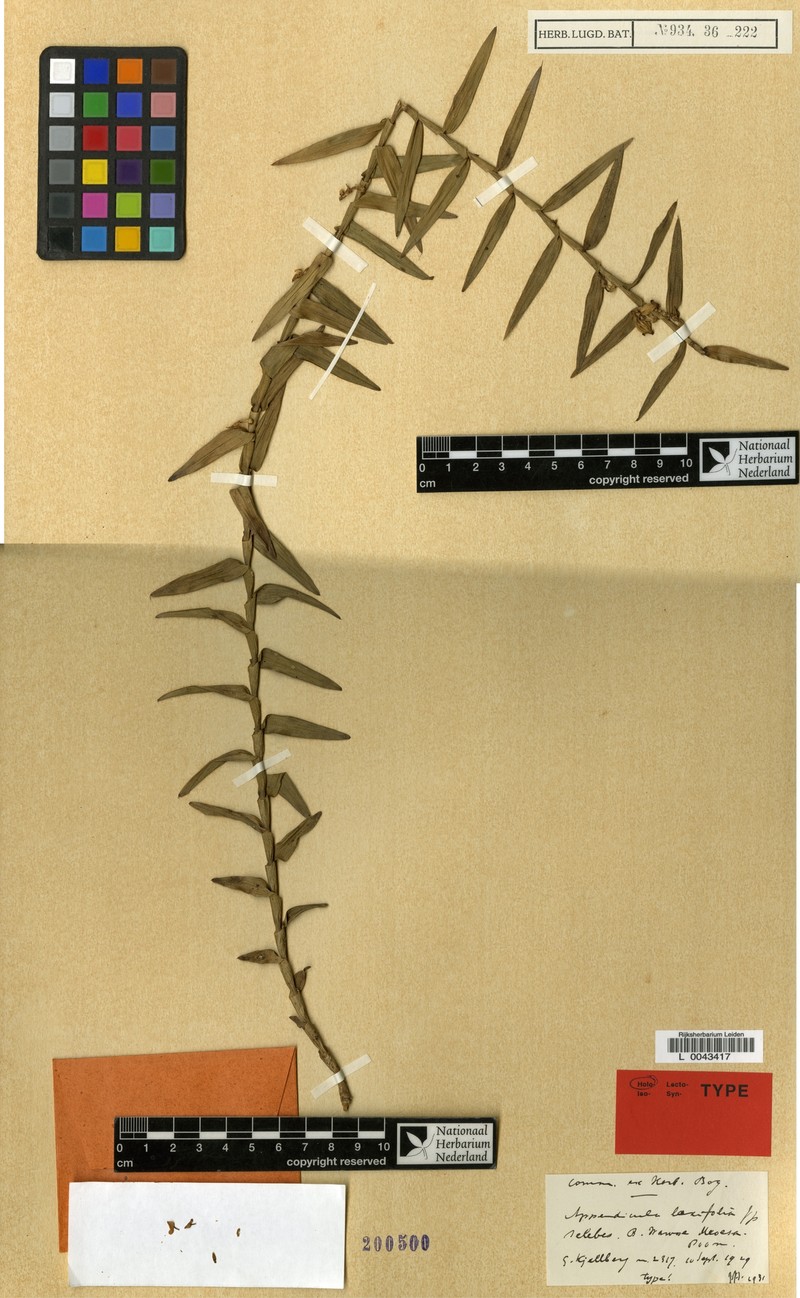 Appendicula laxifolia photo 2