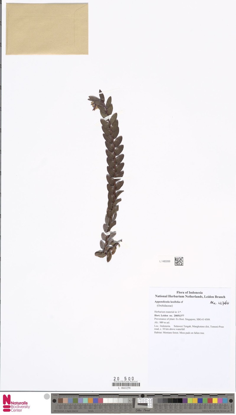 Appendicula laxifolia photo 3