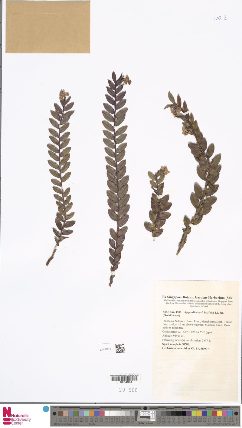 Appendicula laxifolia photo 4