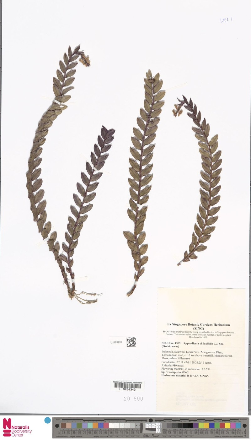 Appendicula laxifolia photo 5