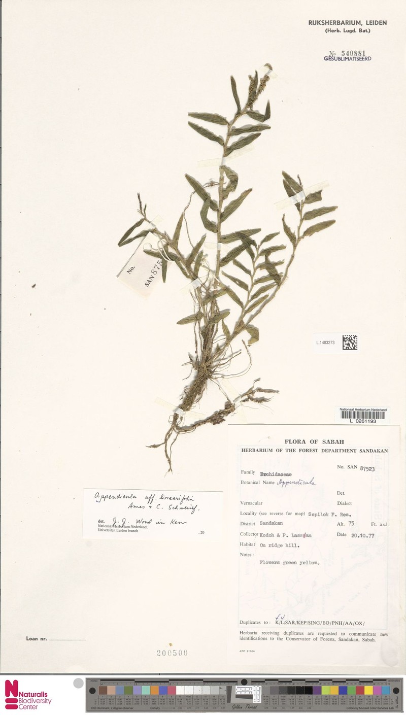 Appendicula linearifolia