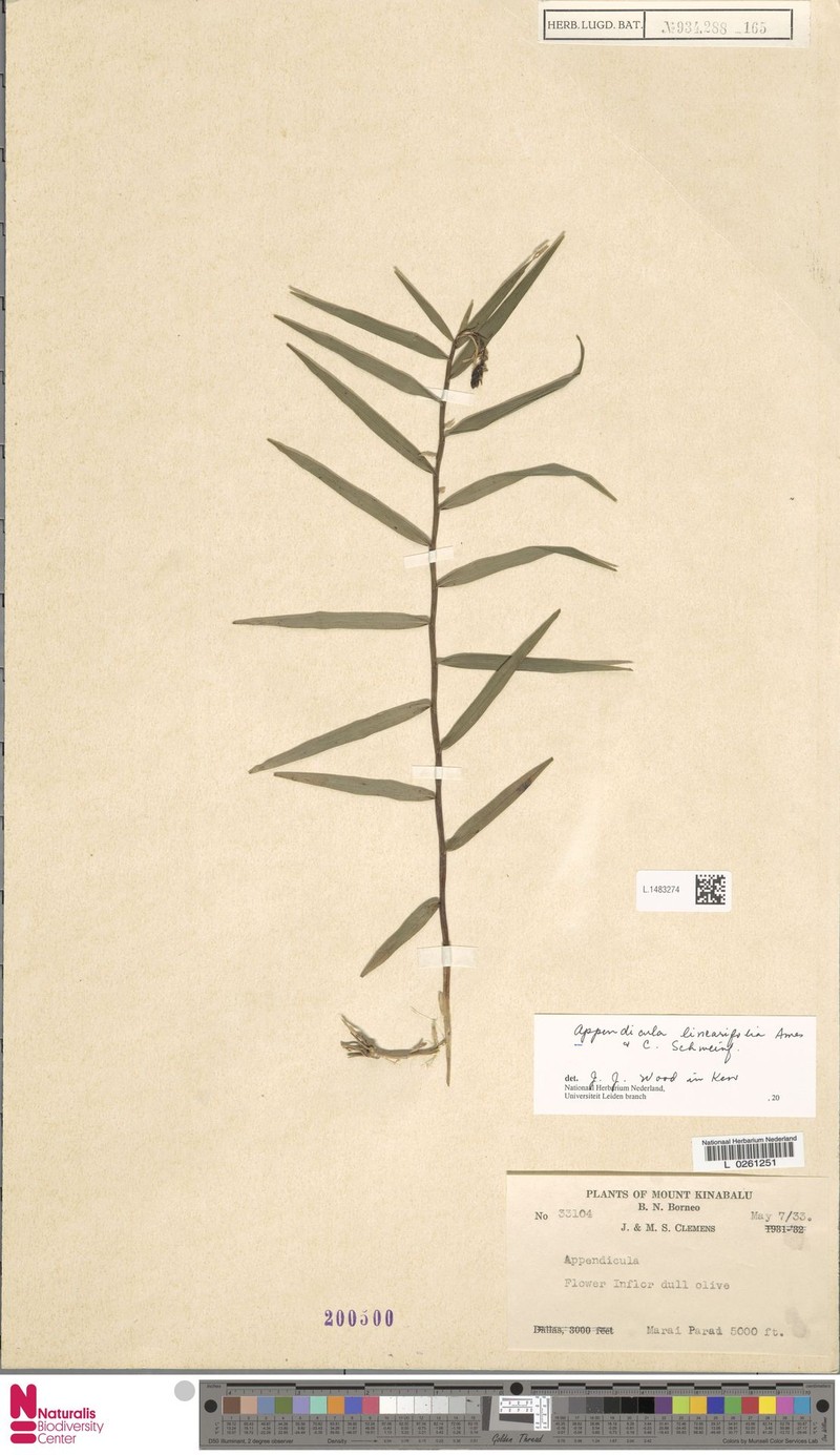 Appendicula linearifolia photo 2