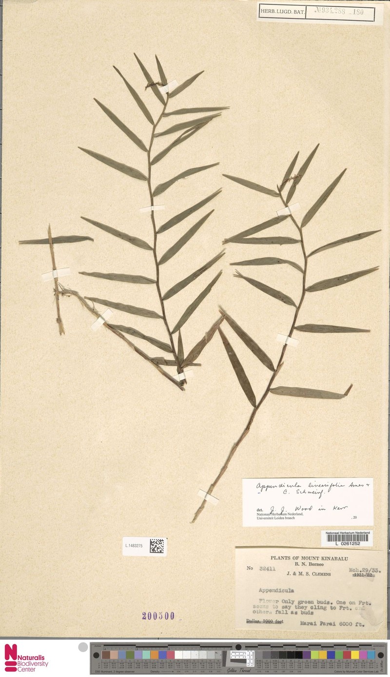 Appendicula linearifolia photo 3