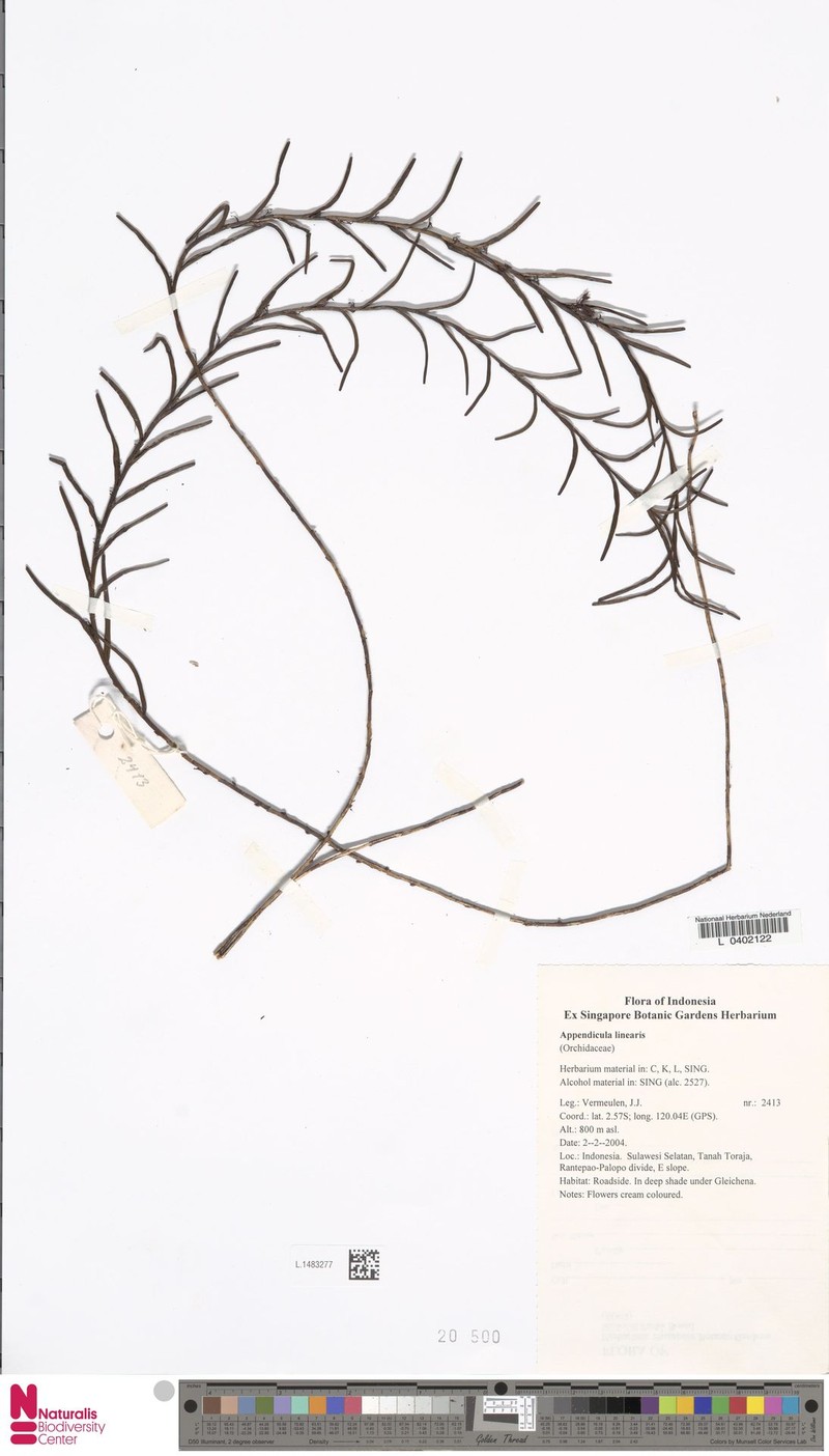 Appendicula linearis