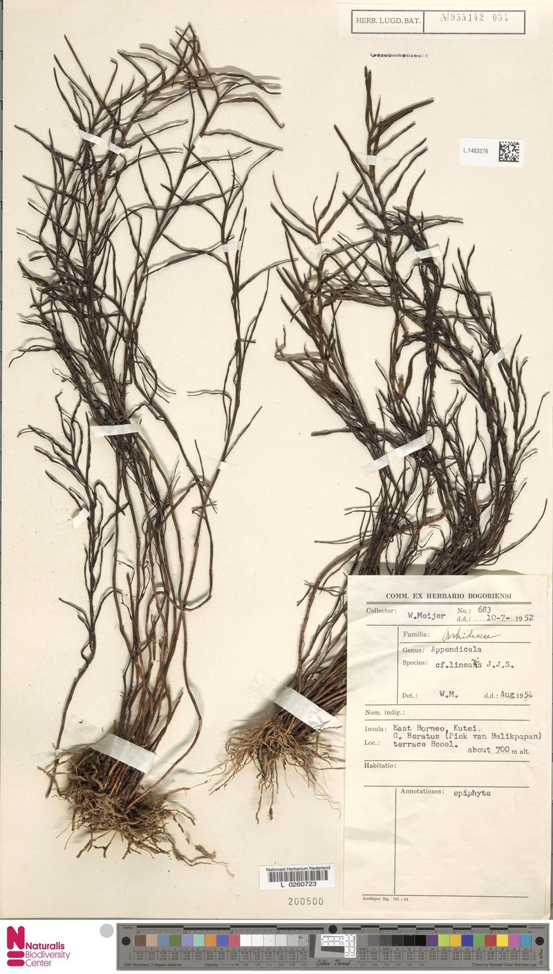 Appendicula linearis photo 2