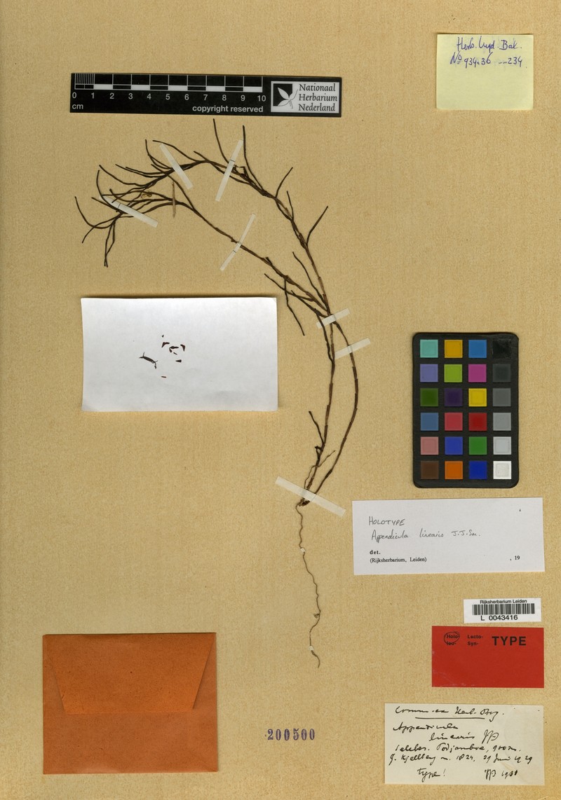 Appendicula linearis photo 3