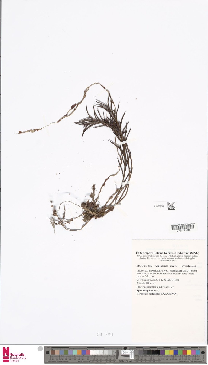 Appendicula linearis photo 4