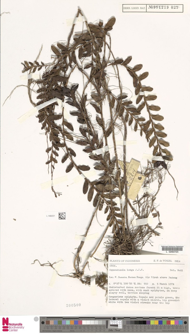 Appendicula longa