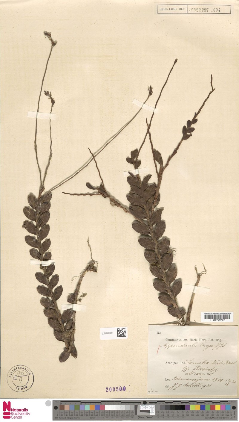 Appendicula longa photo 2