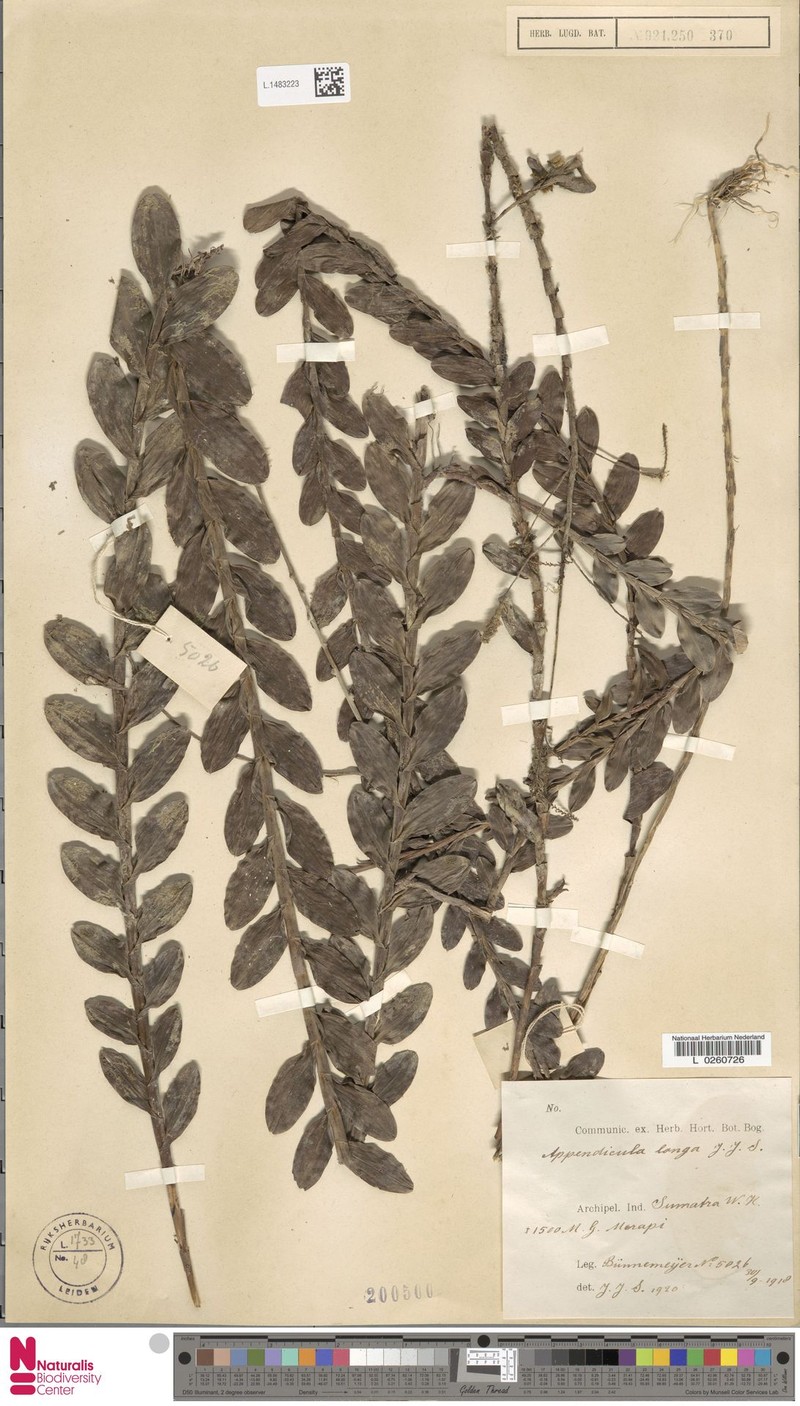 Appendicula longa photo 3