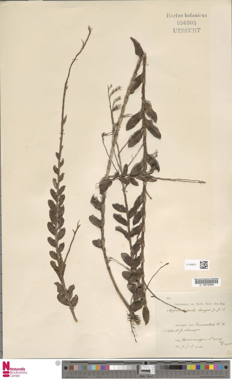 Appendicula longa photo 4