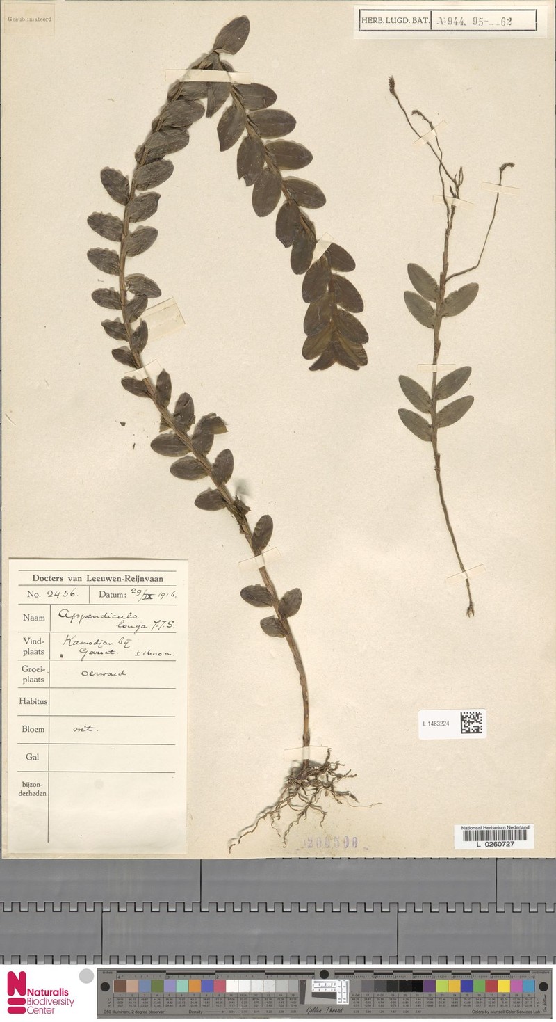 Appendicula longa photo 5