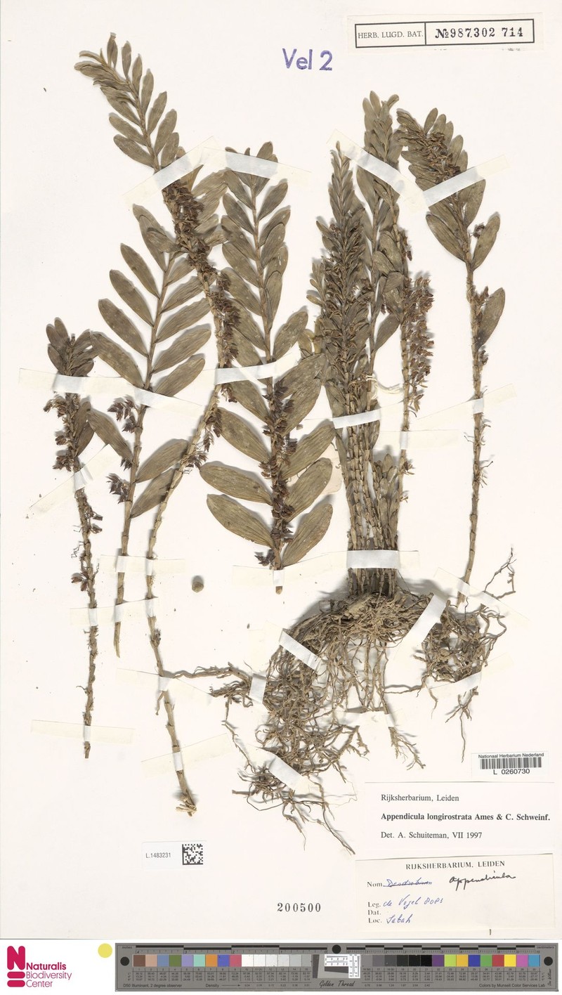 Appendicula longirostrata