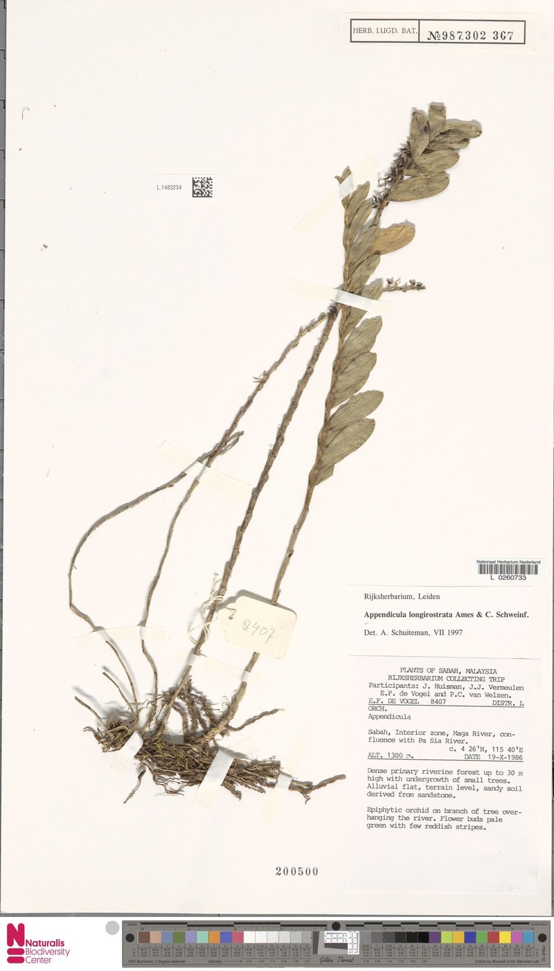 Appendicula longirostrata photo 2