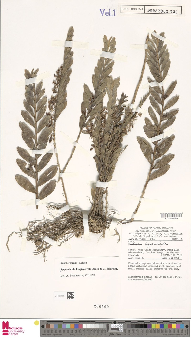 Appendicula longirostrata photo 3