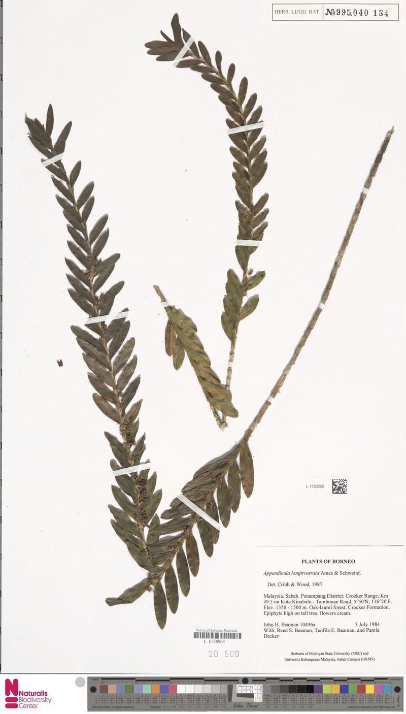 Appendicula longirostrata photo 4