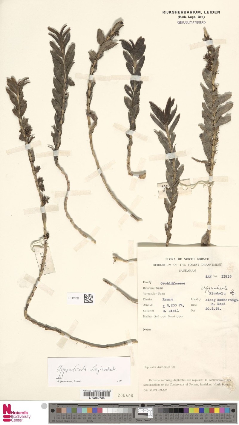 Appendicula longirostrata photo 5