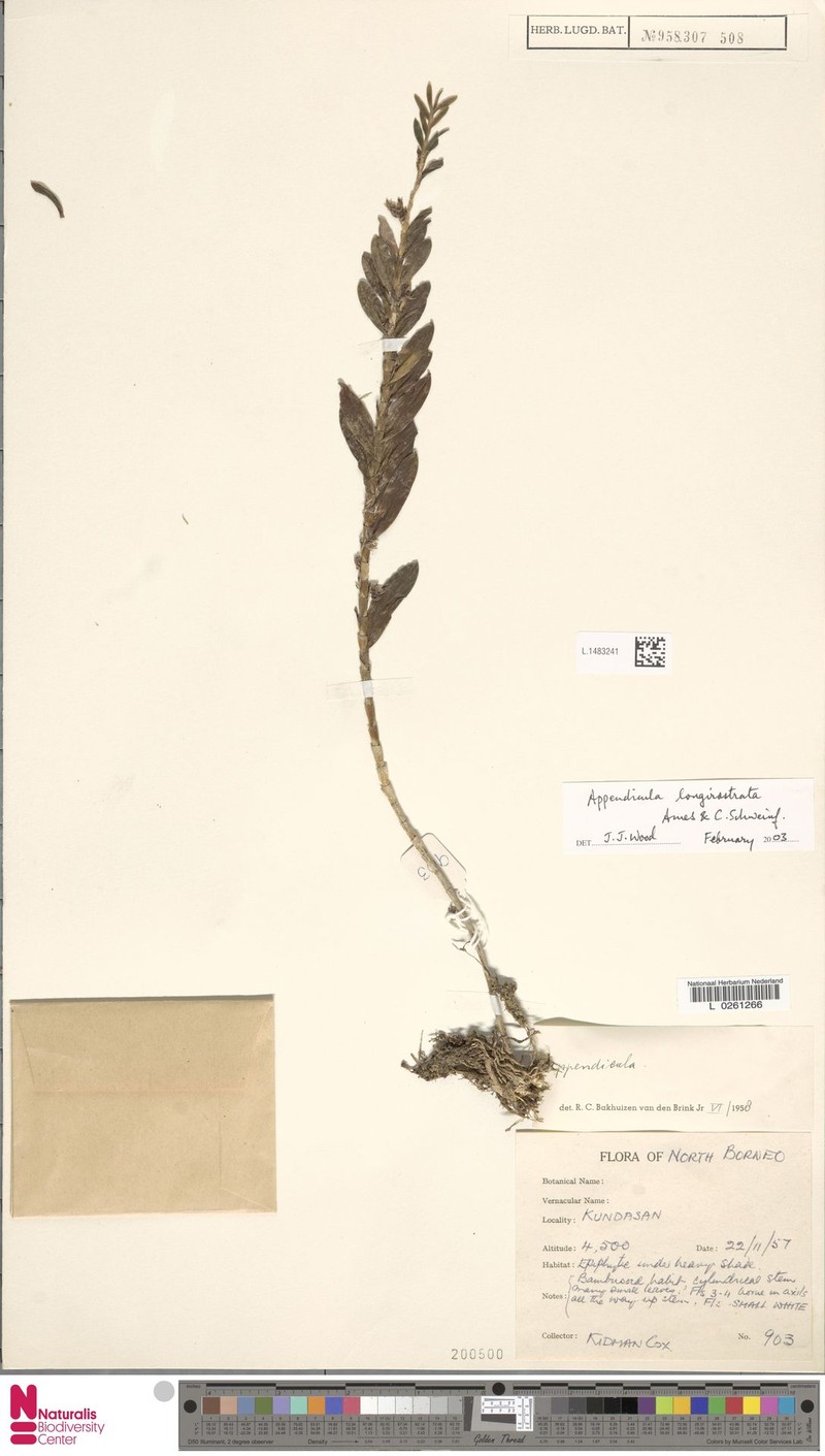 Appendicula longirostrata photo 6