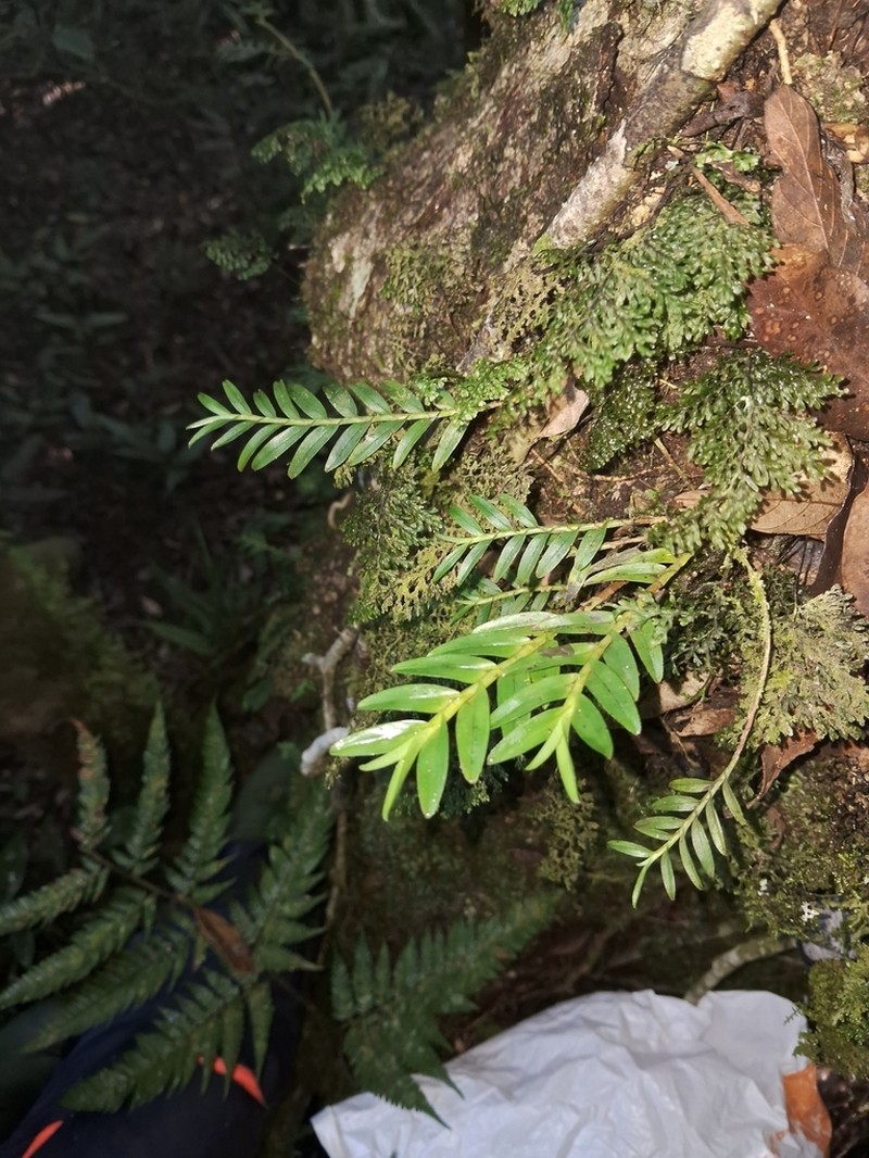 Appendicula lucbanensis