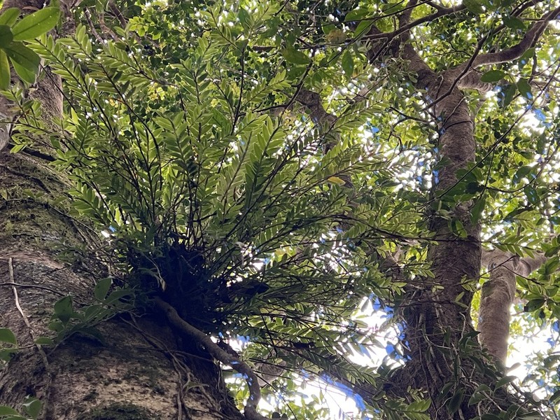 Appendicula lucbanensis photo 2