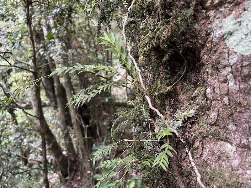 Appendicula lucbanensis photo 3