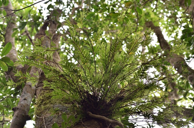 Appendicula lucbanensis photo 4