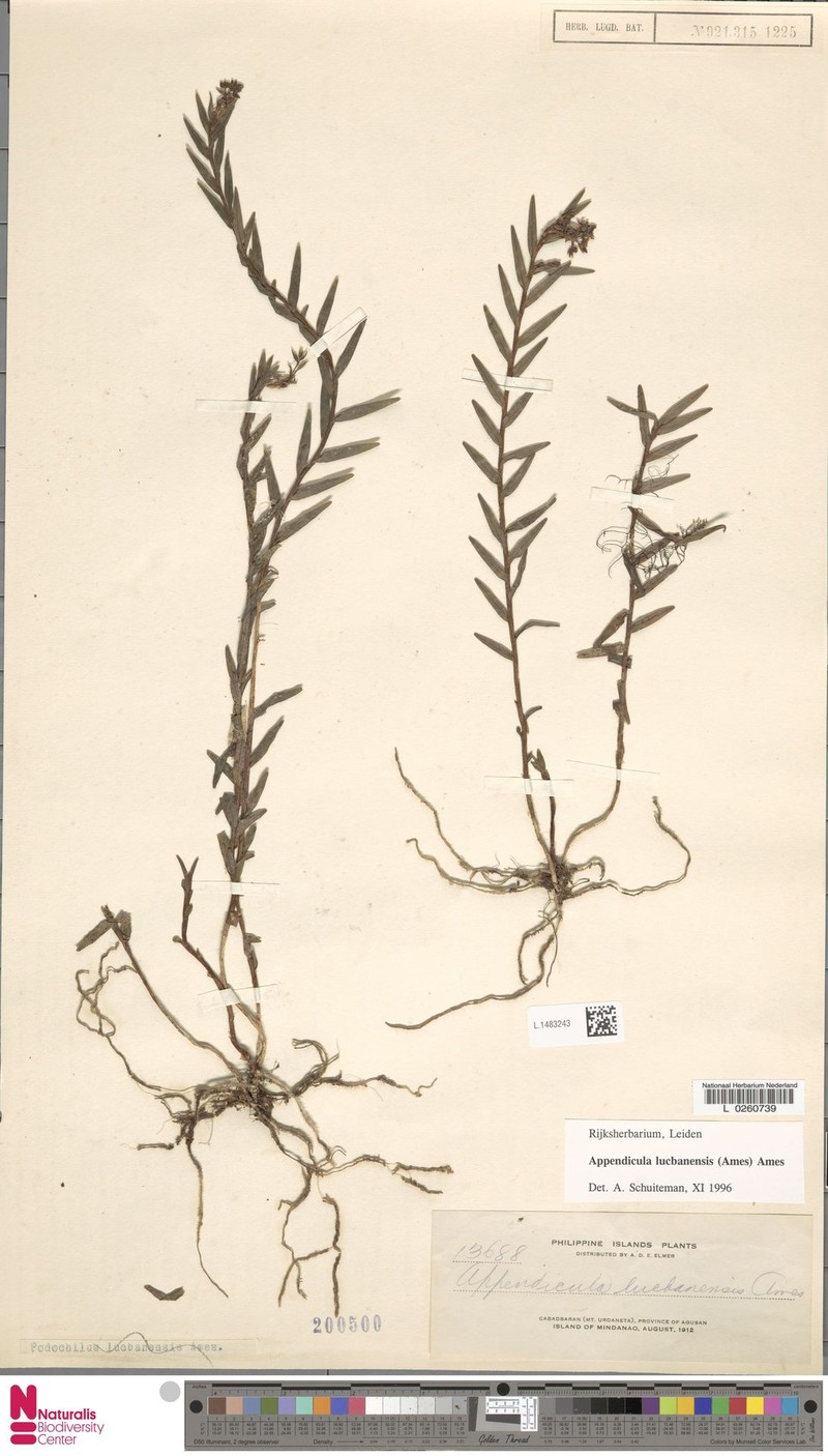 Appendicula lucbanensis photo 6