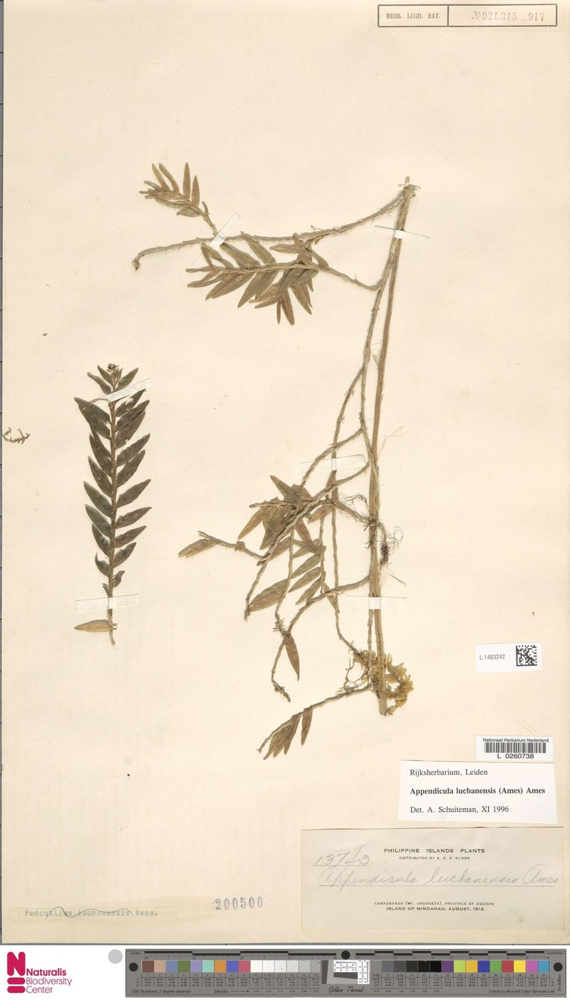 Appendicula lucbanensis photo 7