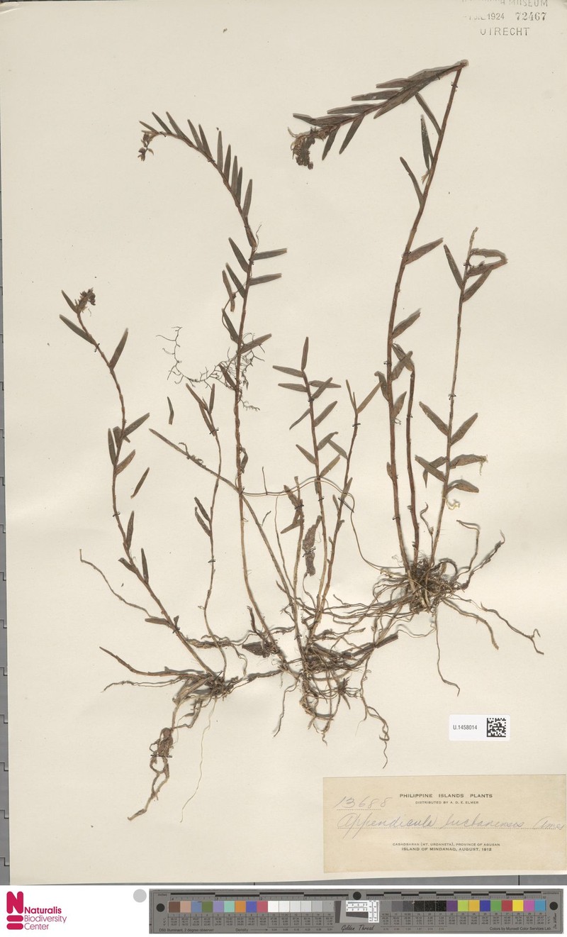 Appendicula lucbanensis photo 8