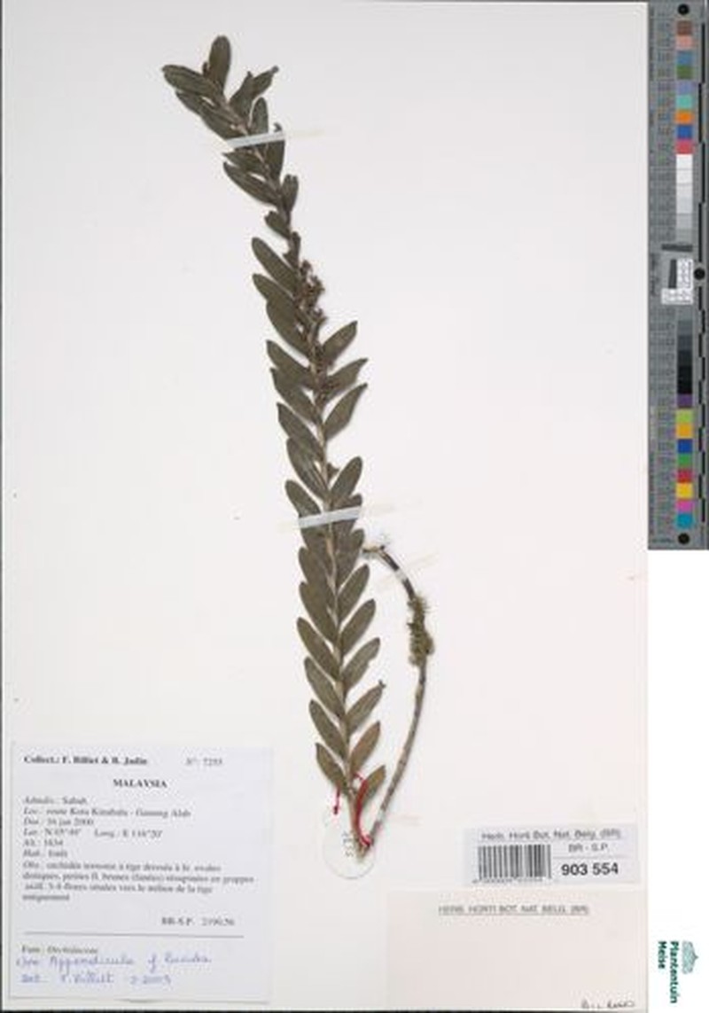 Appendicula lucida