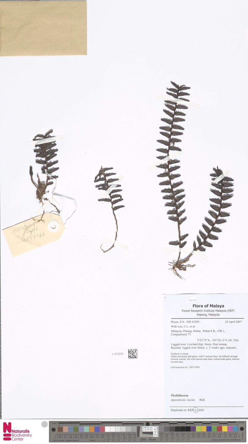 Appendicula lucida photo 2