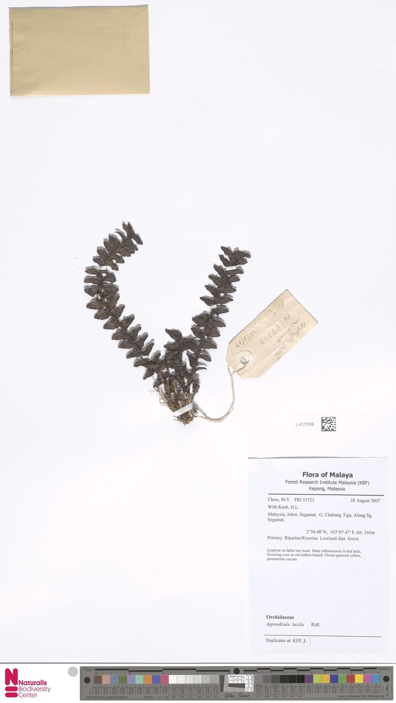 Appendicula lucida photo 3