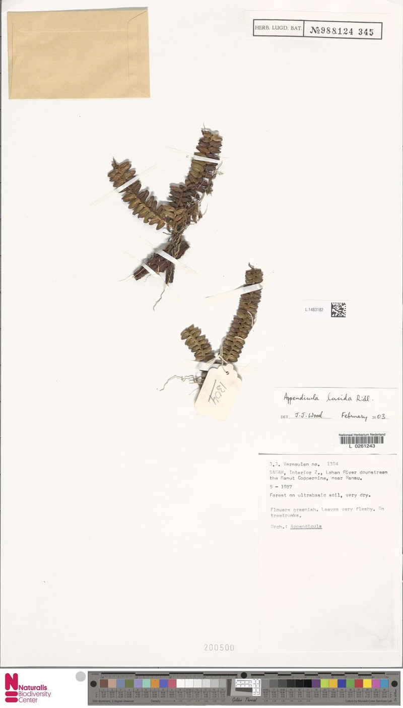 Appendicula lucida photo 4