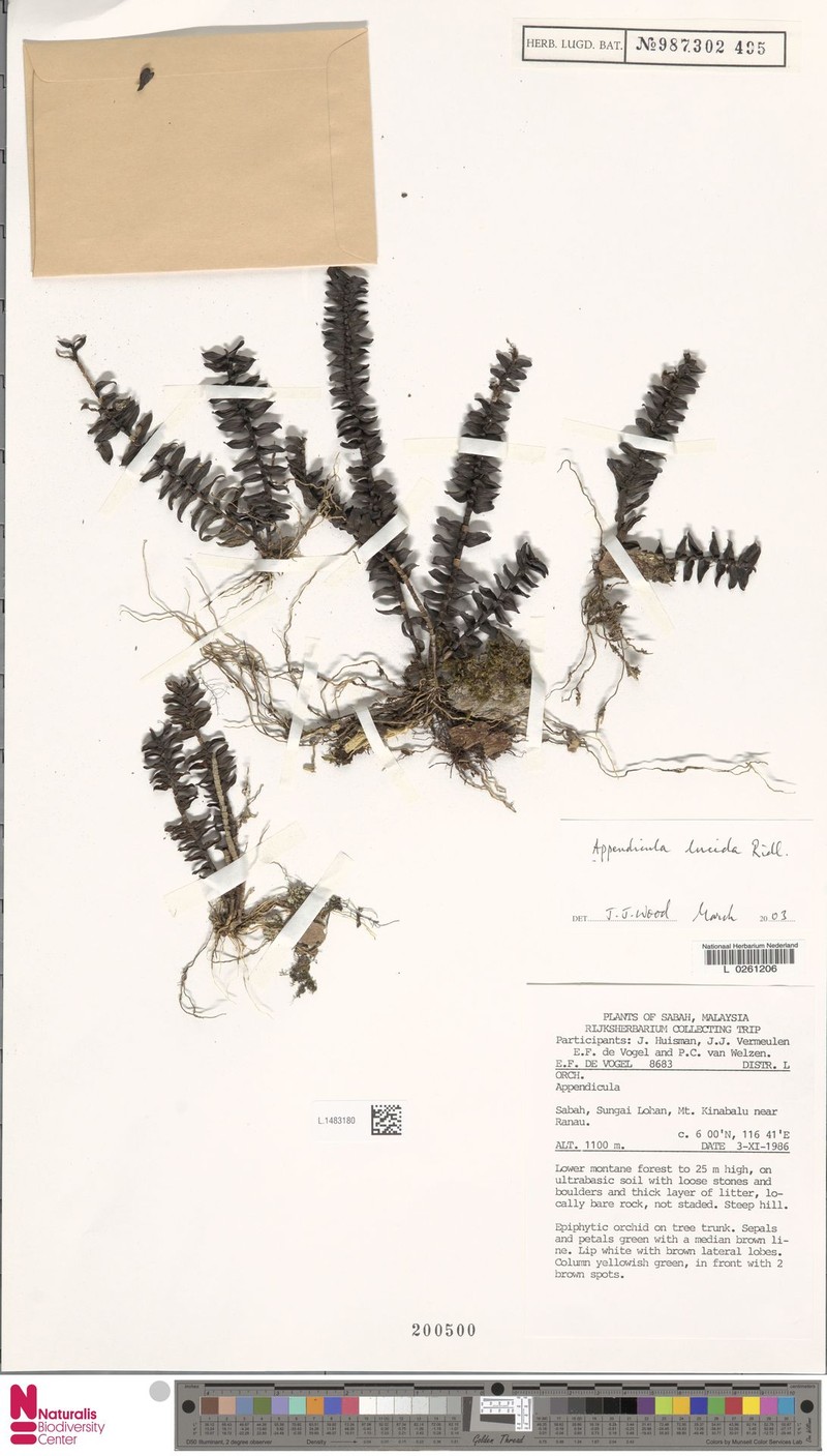 Appendicula lucida photo 5